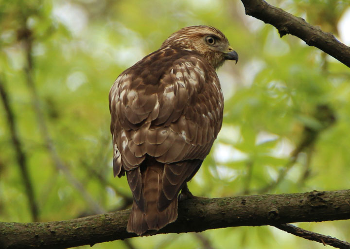 Broad-winged Hawk; juvenile