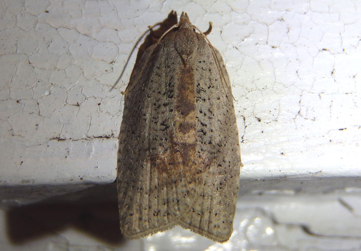 3748 - Amorbia humerosana; White-lined Leafroller