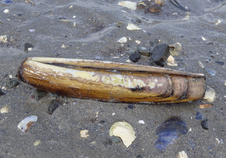 Atlantic Jackknife Clam