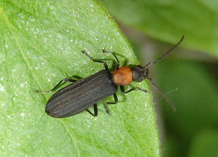 Asclera ruficollis; Red-necked False Blister Beetle