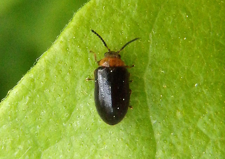 Nyholmia collaris; Marsh Beetle species