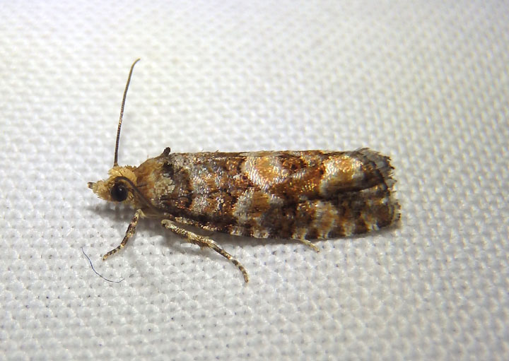 3074 - Eucopina tocullionana; White Pine Cone Borer
