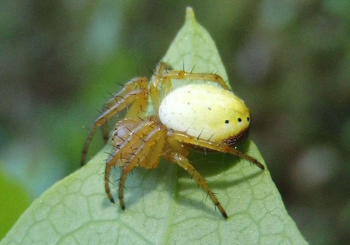 Araniella displicata; Six-spotted Orbweaver