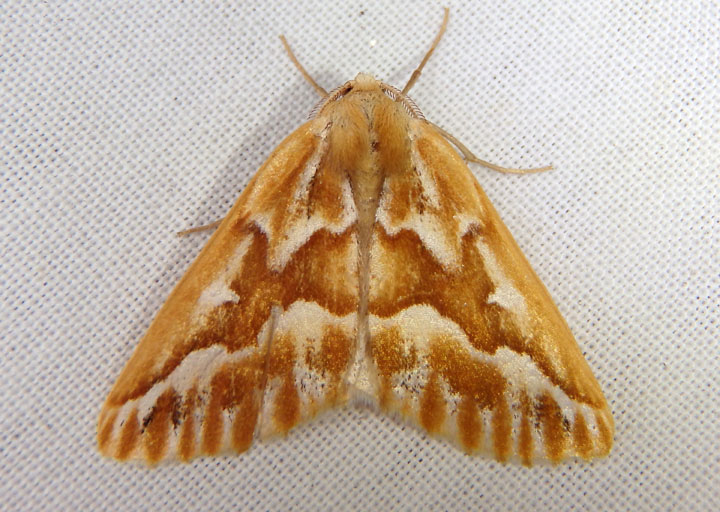 6864 - Caripeta piniata; Northern Pine Looper