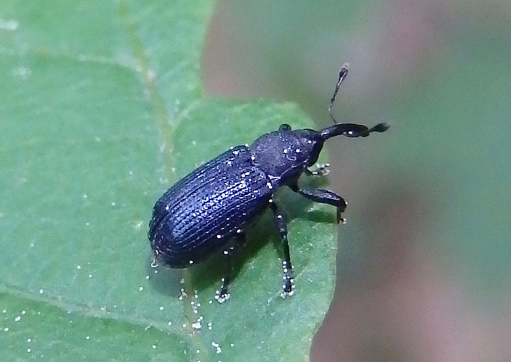 Magdalis Weevil species