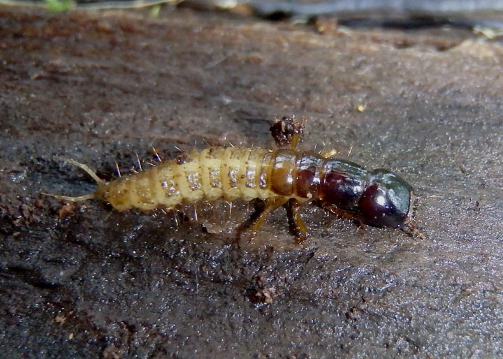 Platydracus Large Rove Beetle species larva