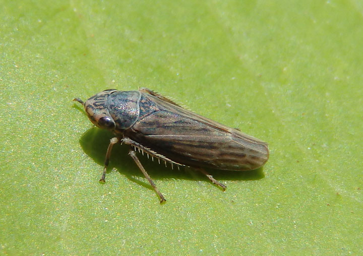 Graphocephala hieroglyphica; Sharpshooter species