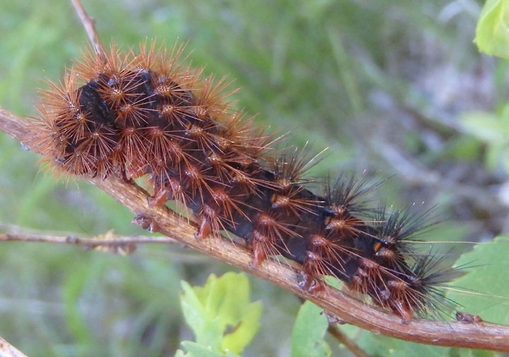 8197 - Grammia virgo; Virgin Tiger Moth Caterpillar