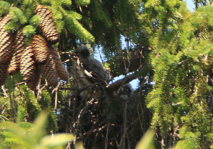 Merlins; fledglings