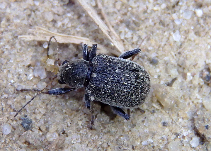 Fidia Leaf Beetle species