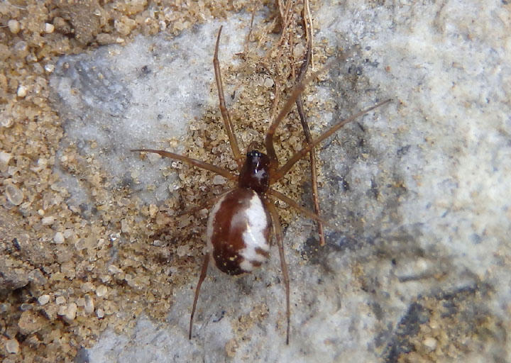 Frontinella communis; Bowl and Doily Weaver; female