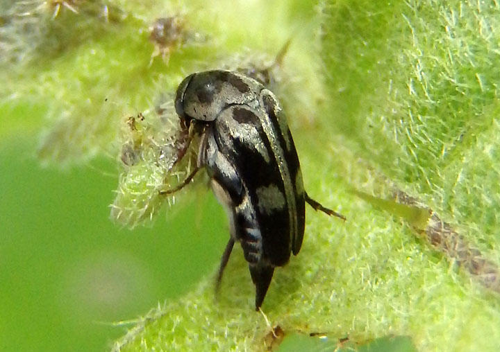Mordella insulata; Tumbling Flower Beetle species