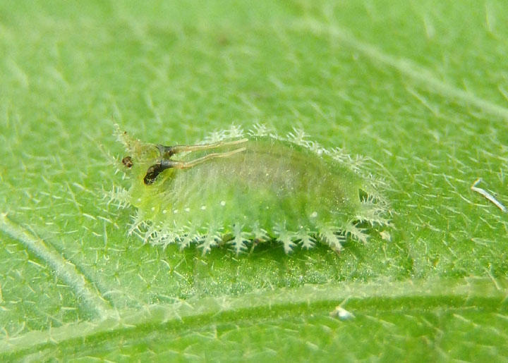 Helocassis clavata; Clavate Tortoise Beetle larva 
