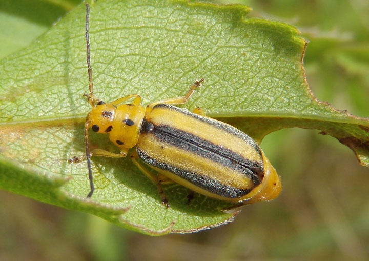 Trirhabda Skeletonizing Leaf Beetle species