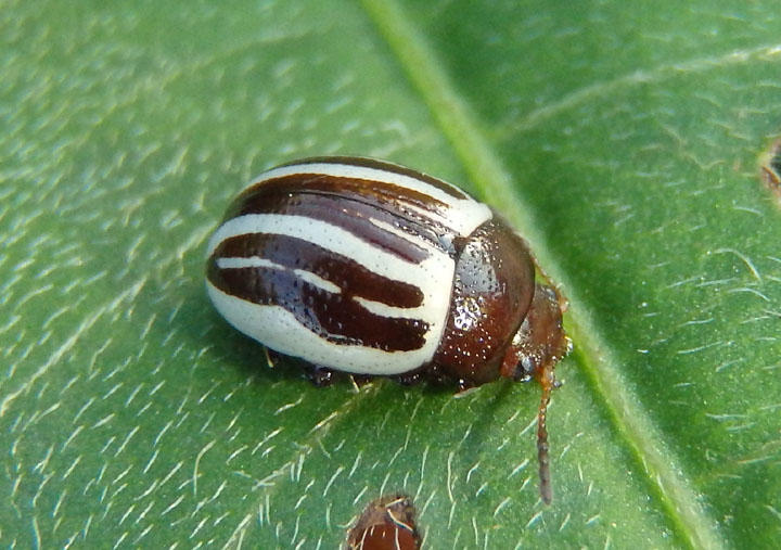 Zygogramma suturalis; Ragweed Leaf Beetle