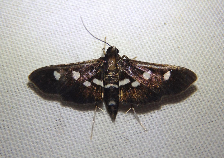 5159-5160 - Desmia funeralis/maculalis complex; Grape Leaffolder