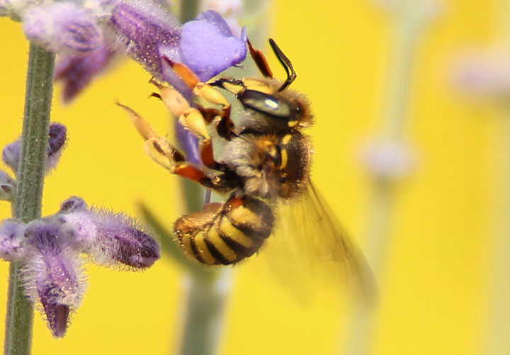 Anthidium manicatum; European Wool Carder Bee; exotic