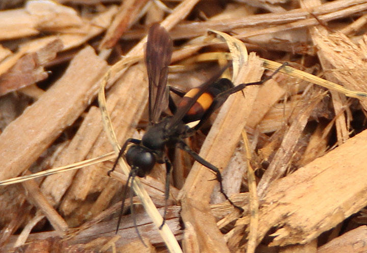 Pompilidae Spider Wasp species