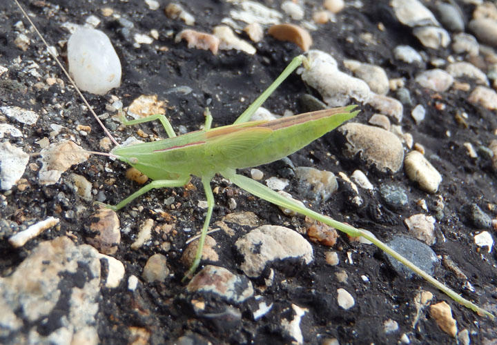 Neoconocephalus Common Conehead species nymph