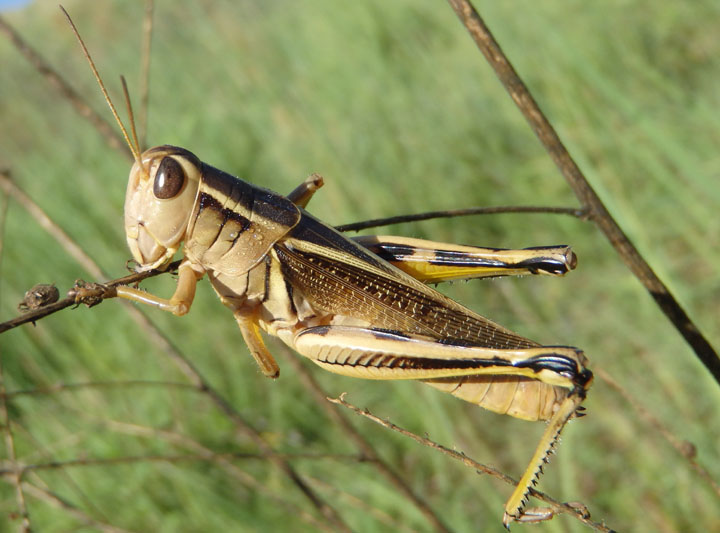 Melanoplus bivittatus; Two-Striped Grasshopper; female