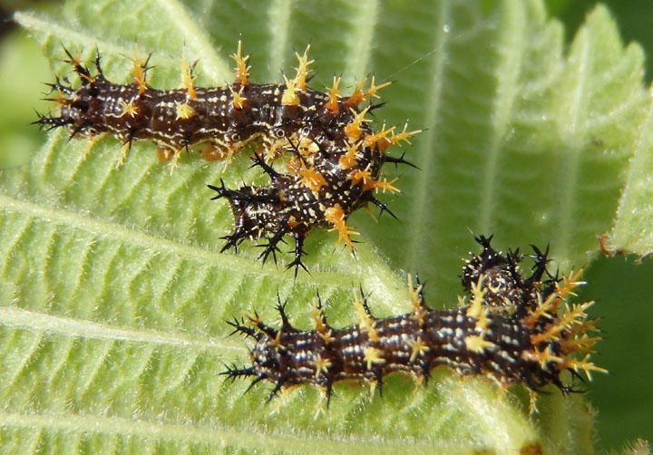 Polygonia interrogationis; Question Mark caterpillars