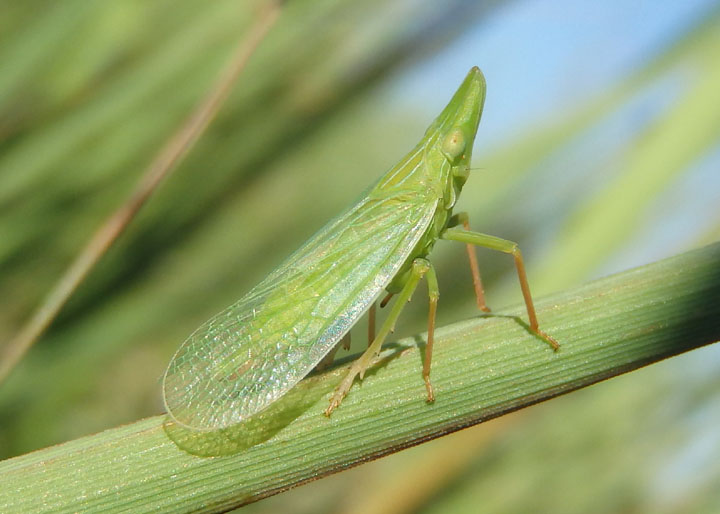 Rhynchomitra microrhina; Dictyopharid Planthopper species