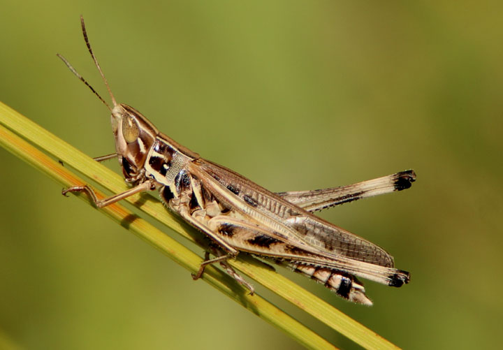 Syrbula admirabilis; Admirable Grasshopper; male