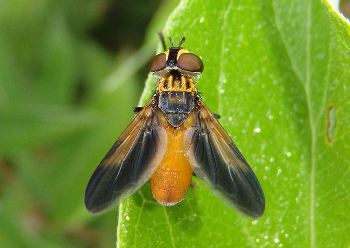 Trichopoda pennipes; Feather-legged Fly species