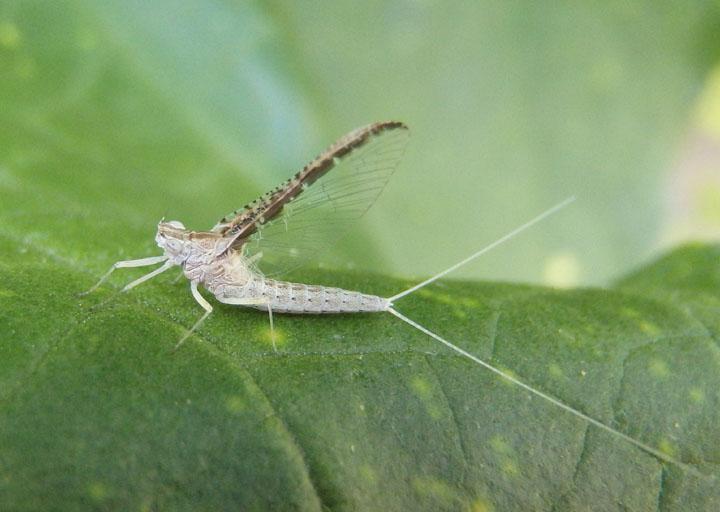 Callibaetis skokianus; Small Minnow Mayfly species; female