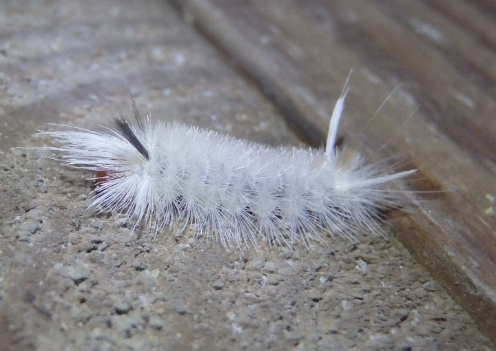 8203 - Halysidota tessellaris; Banded Tussock caterpillar