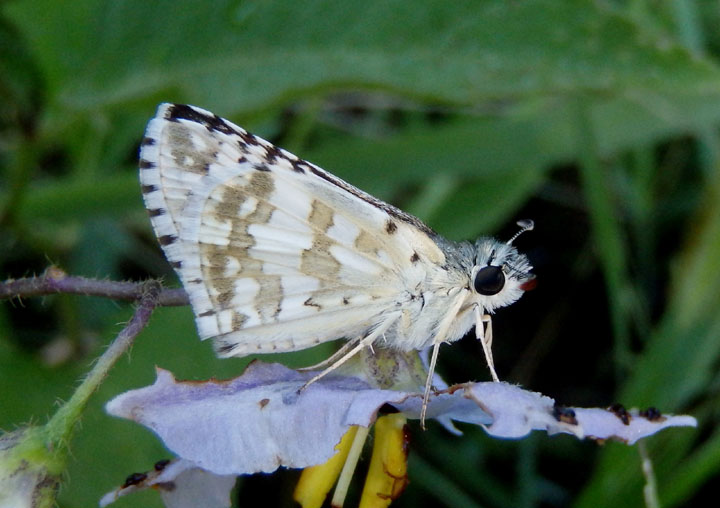 Pyrgus communis; Common Checkered Skipper