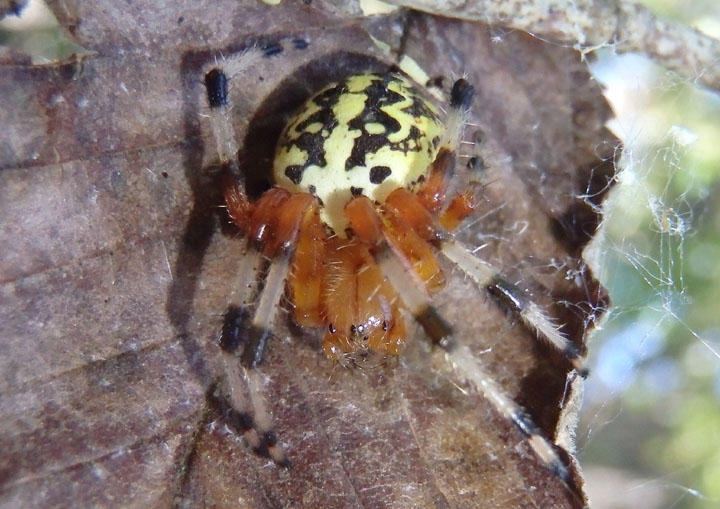 Araneus marmoreus; Marbled Orbweaver; female