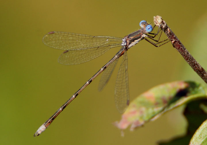Lestes congener; Spotted Spreadwing; male