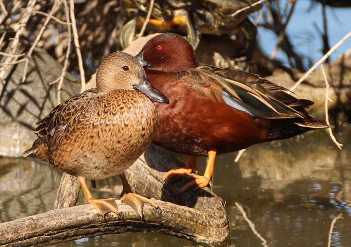 Cinnamon Teal pair