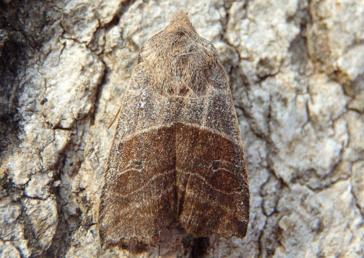 9939 - Eupsilia devia; Lost Sallow