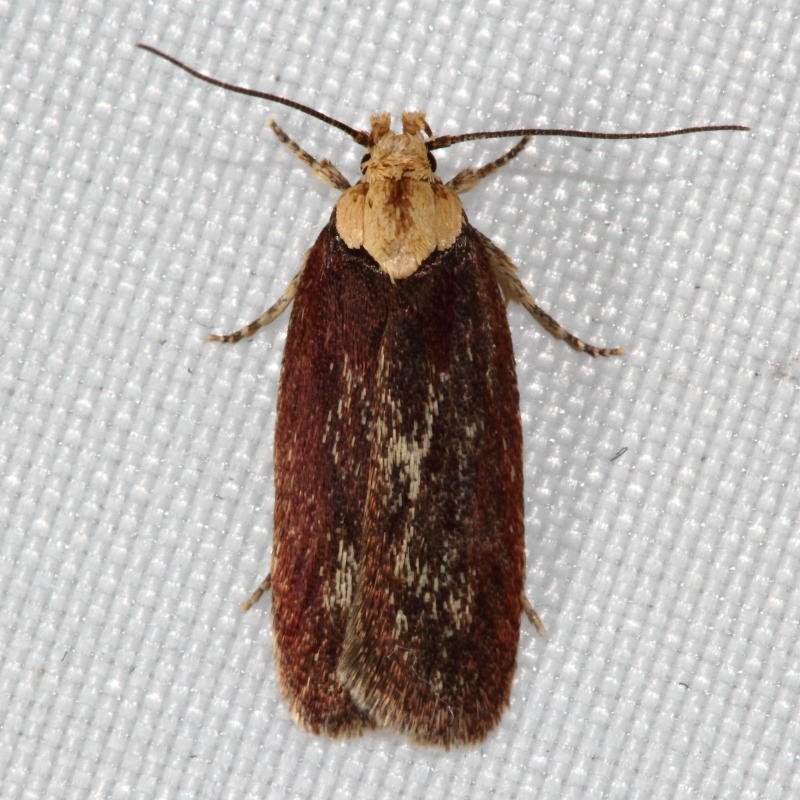 Purple Carrot-seed Moth, Hodges#0924.1 Depressaria depressana