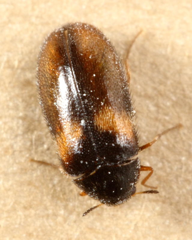 Reesa vespulae