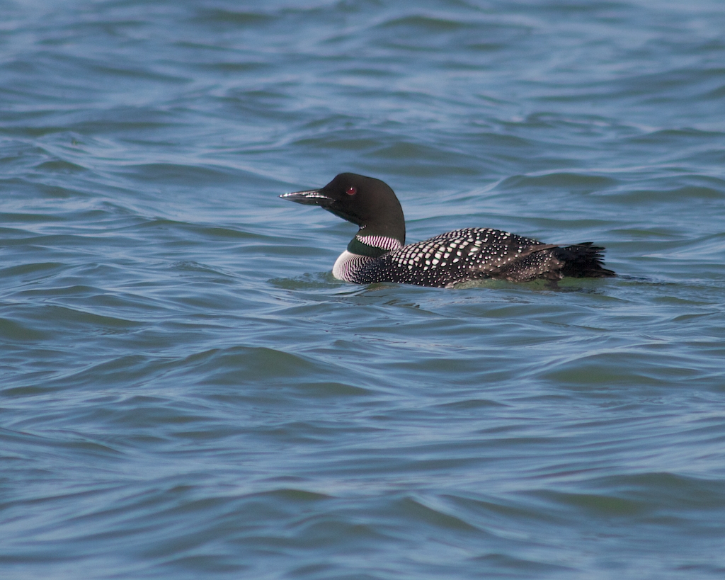 Loon