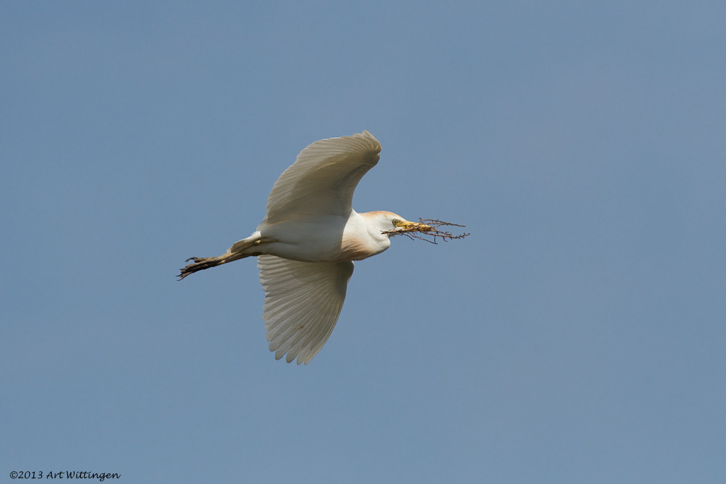 Ardeola ibis / Koereiger / Cattle egret 