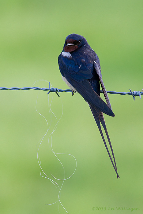 Hirundo rustica / Boerenzwaluw / Barn swallow