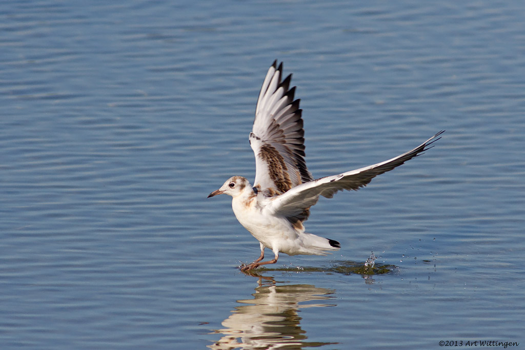 Chroicocephalus ridibundus / Kokmeeuw / Black headed Gull