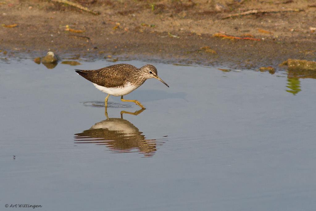 Tringa ochropus / Witgat / Green sandpiper