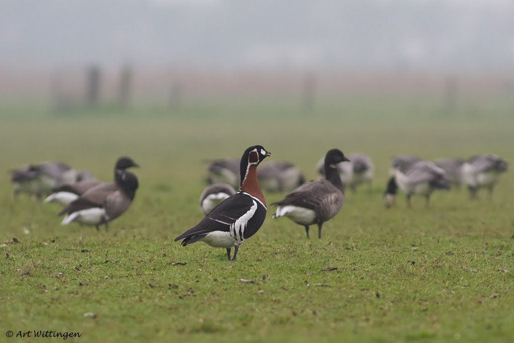 Branta ruficollis / Roodhalsgans / Red-Breasted Goose