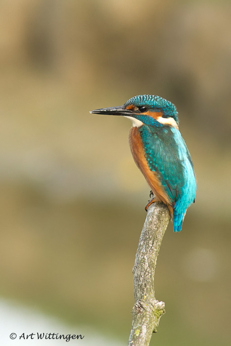 Alcedo atthis / IJsvogel / Kingfisher