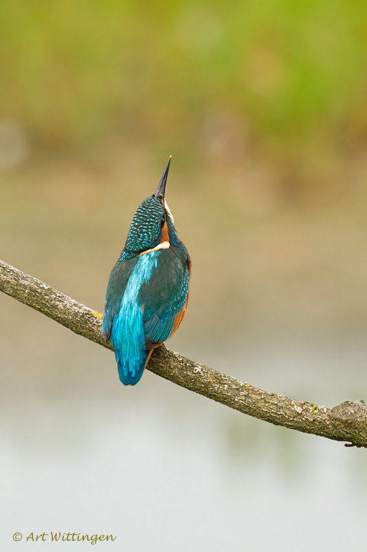 Alcedo atthis / IJsvogel / Kingfisher