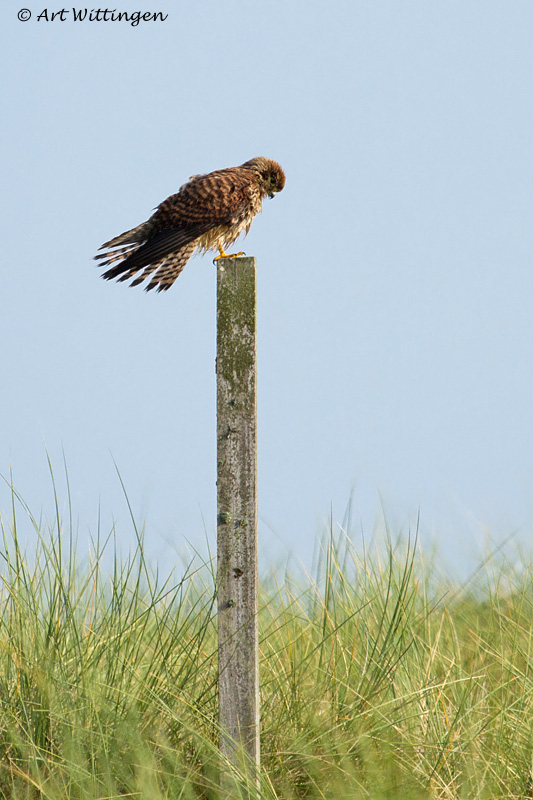 Falco Tinnunculus / Torenvalk / Kestrel