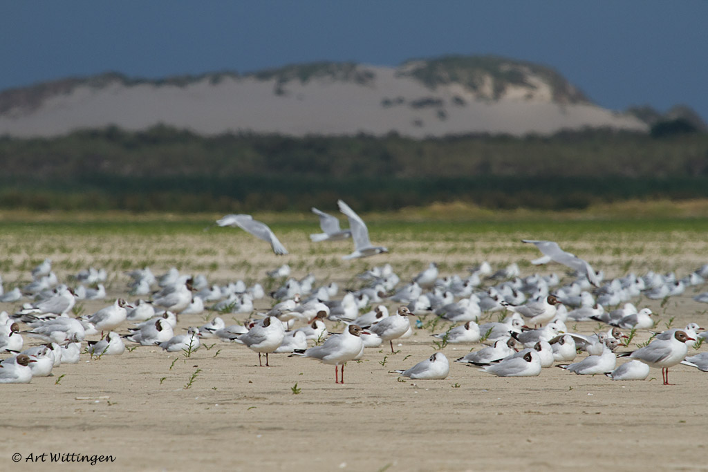 Chroicocephalus ridibundus / Kokmeeuw / Black headed Gull