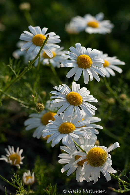 Tripleurospermum maritimum / Reukloze kamille 