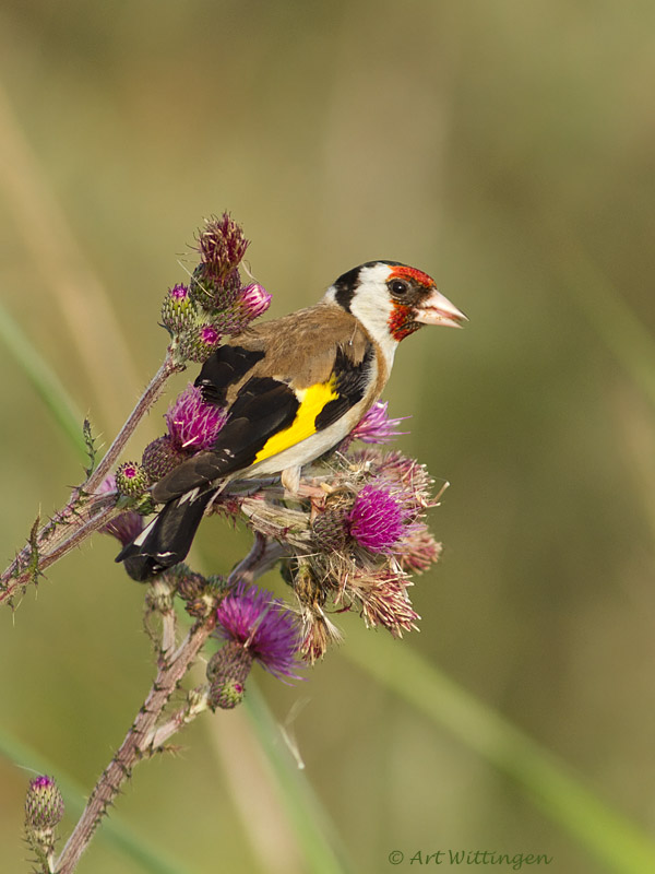 Carduelis carduelis / Putter / European Goldfinch