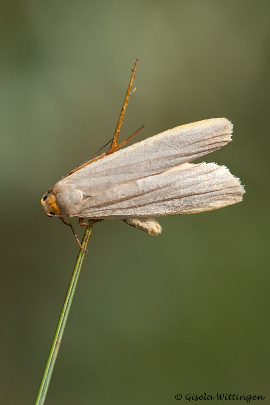 Eilema lurideola / Plat beertje / Common Footman 
